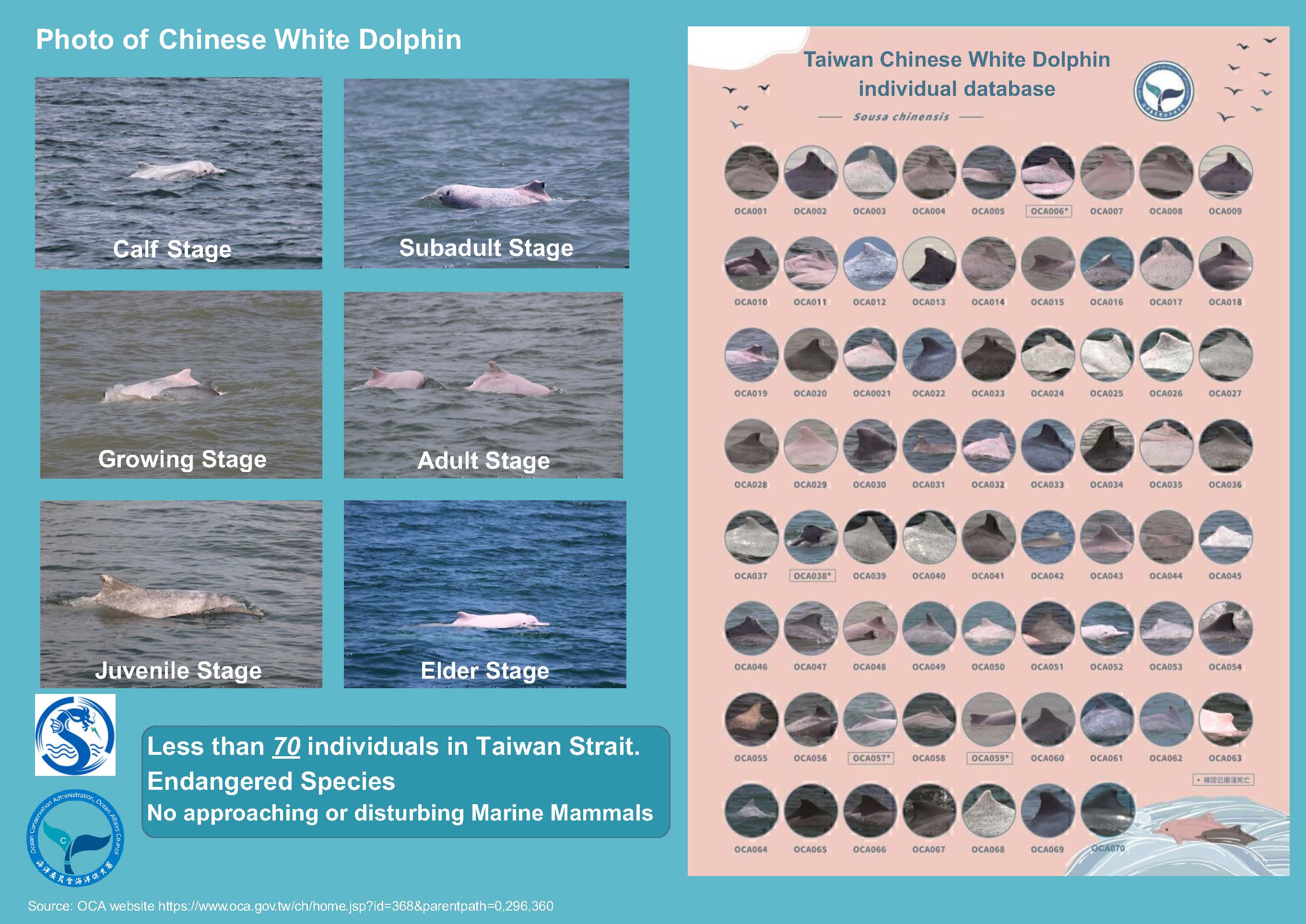 Photo of Chinese White Dolphin