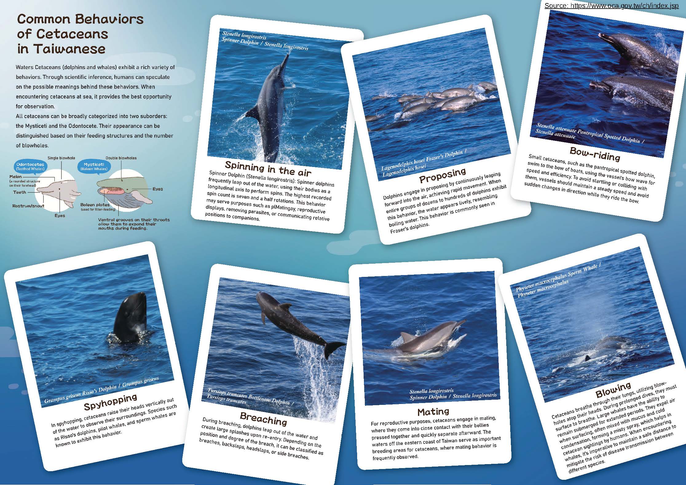 comman behaviors of cetaceans in Taiwanese